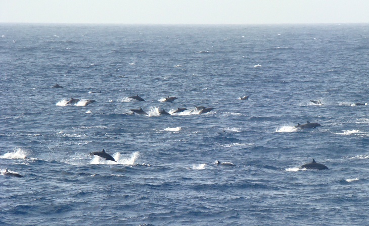 Dauphins en chasse