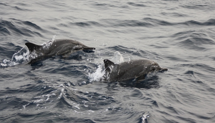 Un couple de dauphins